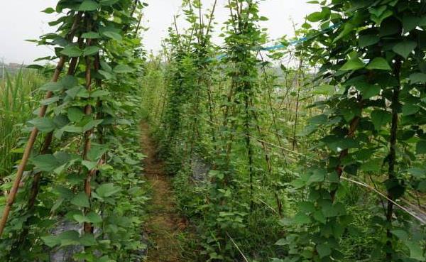四棱豆什么时候种植(什么季节) 四棱豆种植技术