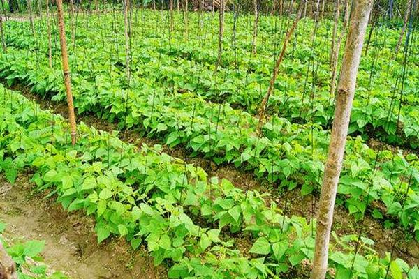 四棱豆每亩可种多少株 四棱豆一亩能赚多少钱