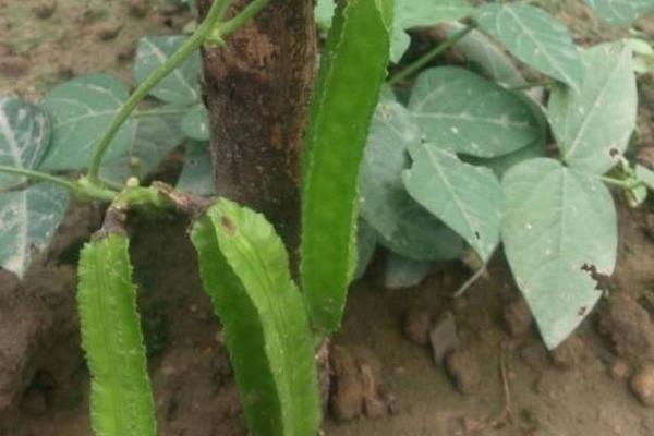 四棱豆每亩可种多少株 四棱豆一亩能赚多少钱