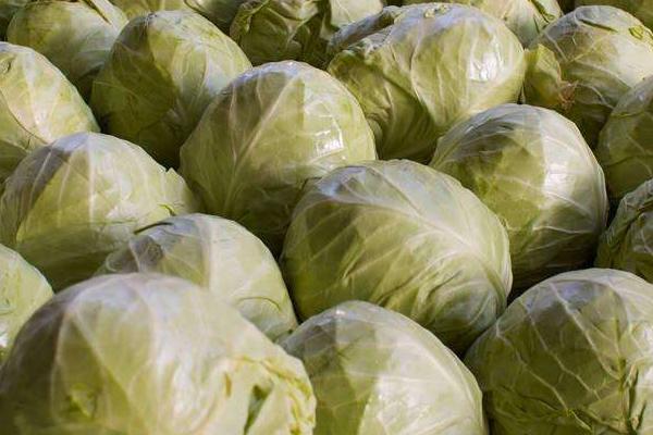 卷心菜市场价格多少钱一斤 卷心菜什么时候上市(几月)