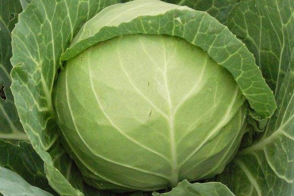 卷心菜市场价格多少钱一斤 卷心菜什么时候上市(几月)