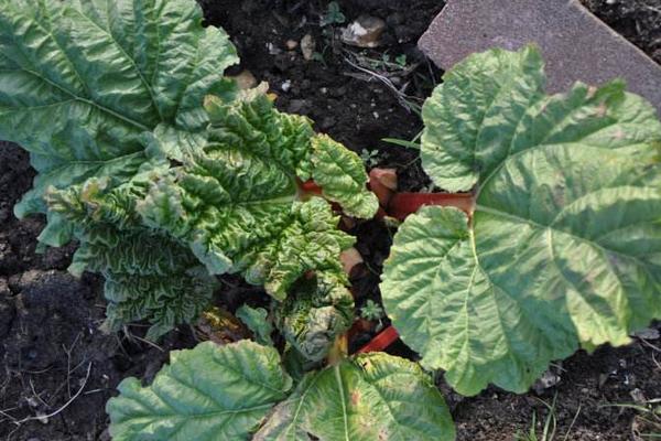 中药大黄市场价格价格多少钱一斤 大黄产地在哪里