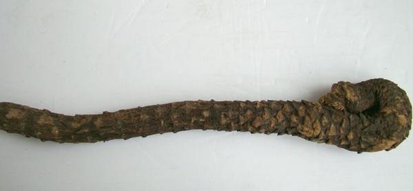 肉苁蓉怎么吃最好(可以直接吃吗) 女人吃肉苁蓉的好处