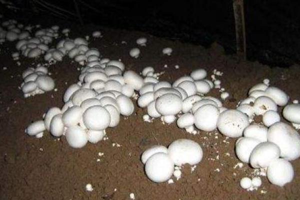 口蘑市场价格多少钱一斤 口蘑产地在哪里