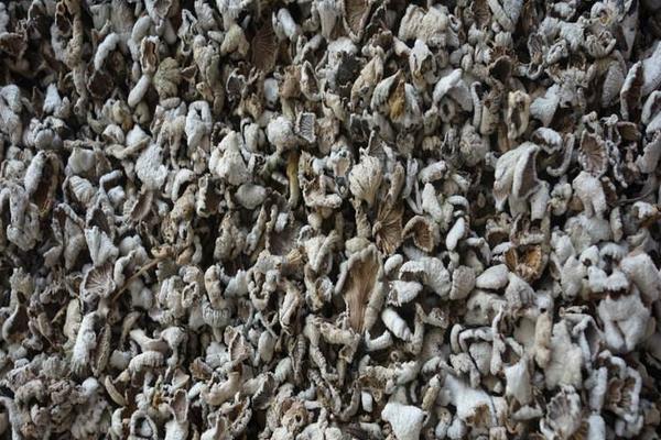 白参菌种植方法（栽培技术） 白参菌菌种培养方法