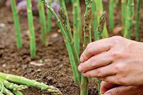 芦笋的种植技术 芦笋什么时候(季节)种植