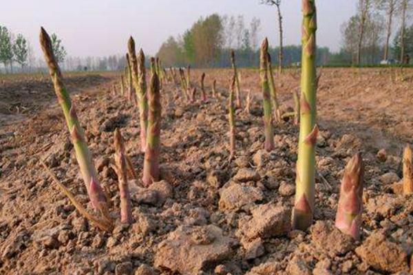 芦笋的种植技术 芦笋什么时候(季节)种植