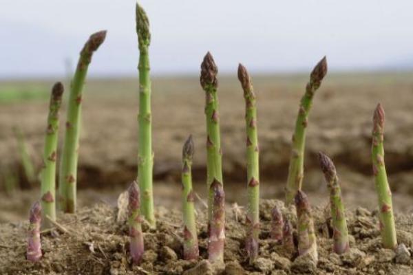芦笋的种植技术 芦笋什么时候(季节)种植