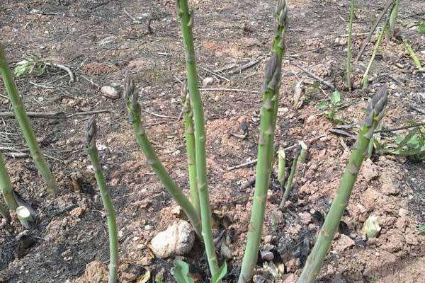 芦笋的种植技术 芦笋什么时候(季节)种植