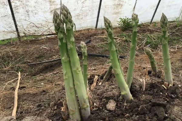 芦笋市场价格多少钱一斤 芦笋是什么季节的(几月上市)