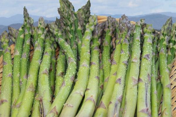 芦笋市场价格多少钱一斤 芦笋是什么季节的(几月上市)