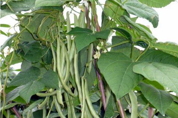 四季豆怎么种(种植技术与管理方法) 四季豆常见的病害及防治