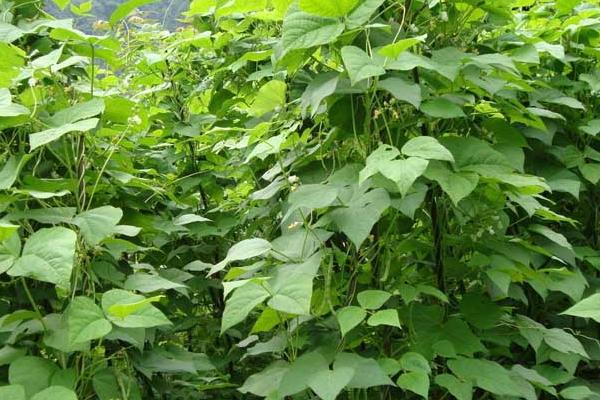 四季豆怎么种(种植技术与管理方法) 四季豆常见的病害及防治