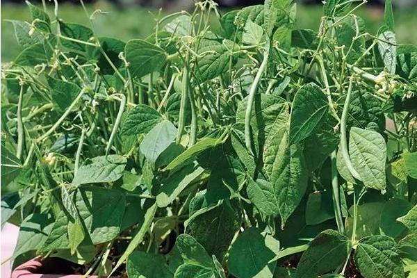 无架四季豆的种植方法 无架四季豆什么季节种(几月)