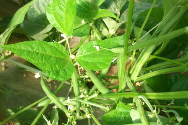 无架四季豆的种植方法 无架四季豆什么季节种(几月)