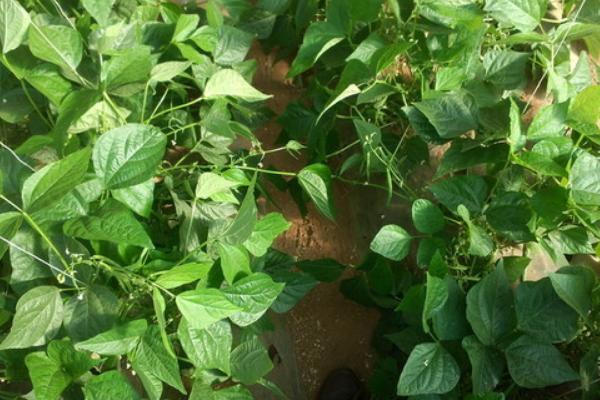 无架四季豆的种植方法 无架四季豆什么季节种(几月)