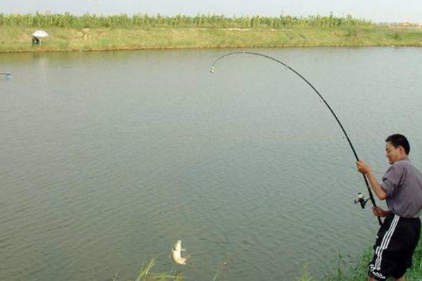 塘角鱼怎么钓 钓塘角鱼技巧(冬天)