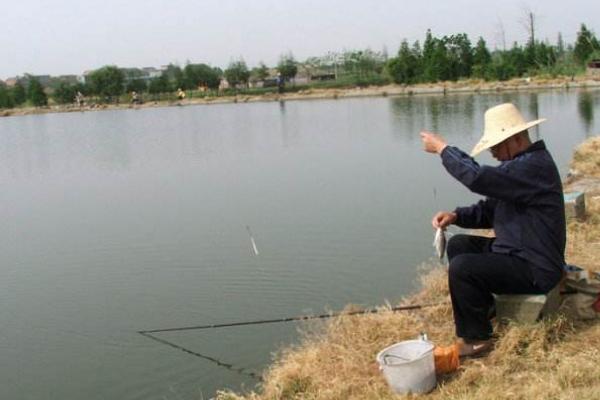 塘角鱼怎么钓 钓塘角鱼技巧(冬天)