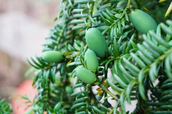 香榧树几年结果 香榧什么时候成熟(几月上市)
