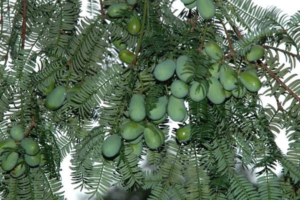 香榧树几年结果 香榧什么时候成熟(几月上市)