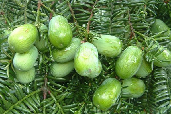 香榧种植条件(对环境的要求) 香榧树怎么种植 香榧适合种植在坡地吗