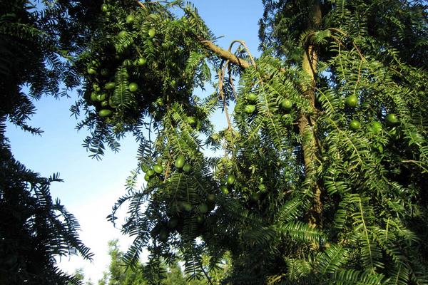 香榧种植条件(对环境的要求) 香榧树怎么种植 香榧适合种植在坡地吗