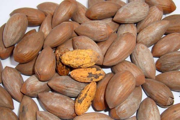 香榧种植条件(对环境的要求) 香榧树怎么种植 香榧适合种植在坡地吗