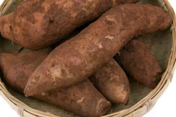 雪莲果怎么种植(什么时候种)雪莲果的种植方法与注意事项