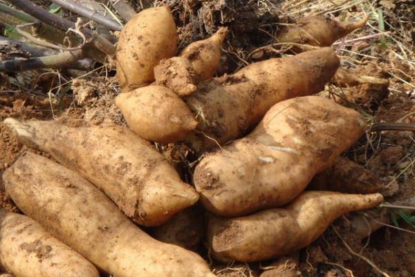 雪莲果怎么种植(什么时候种)雪莲果的种植方法与注意事项