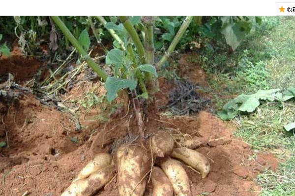 雪莲果怎么种植(什么时候种)雪莲果的种植方法与注意事项