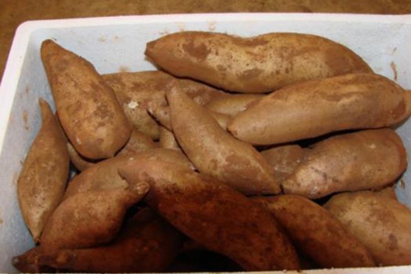 雪莲果怎么种植(什么时候种)雪莲果的种植方法与注意事项