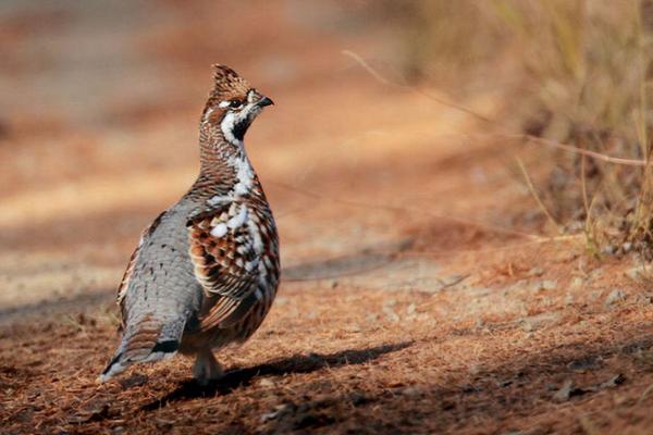 花尾榛鸡是保护动物吗(几级) 花尾榛鸡为什么叫飞龙