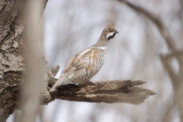 花尾榛鸡是保护动物吗(几级) 花尾榛鸡为什么叫飞龙