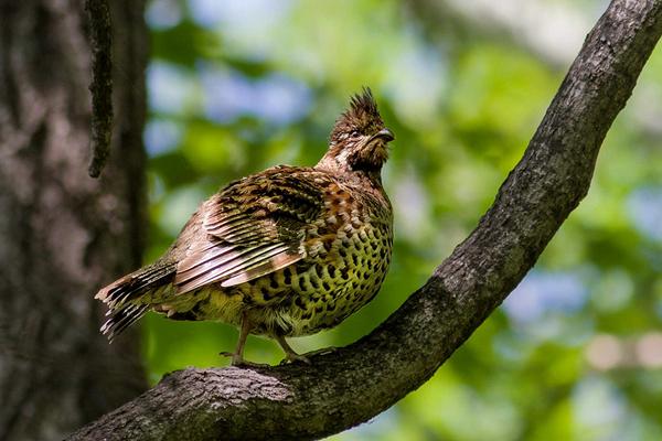 花尾榛鸡是保护动物吗(几级) 花尾榛鸡为什么叫飞龙