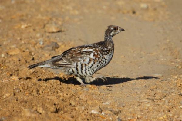 花尾榛鸡是保护动物吗(几级) 花尾榛鸡为什么叫飞龙
