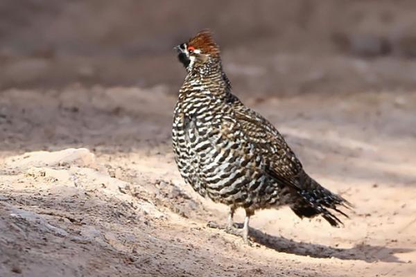 花尾榛鸡是保护动物吗(几级) 花尾榛鸡为什么叫飞龙