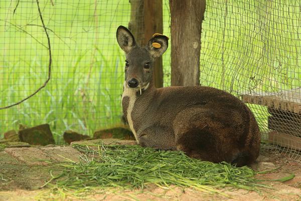 林麝市场价格多少钱一只 林麝幼崽多少钱一只