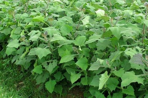 买来切开的雪莲果可以当种子种吗 雪莲果种子去哪里买