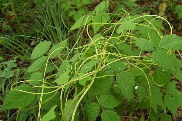 菟丝子种植前景怎么样 菟丝子分几种
