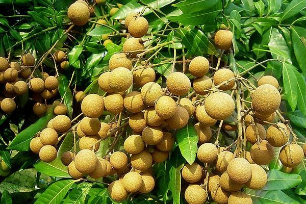 四季蜜龙眼种植方法 四季蜜龙眼种植条件