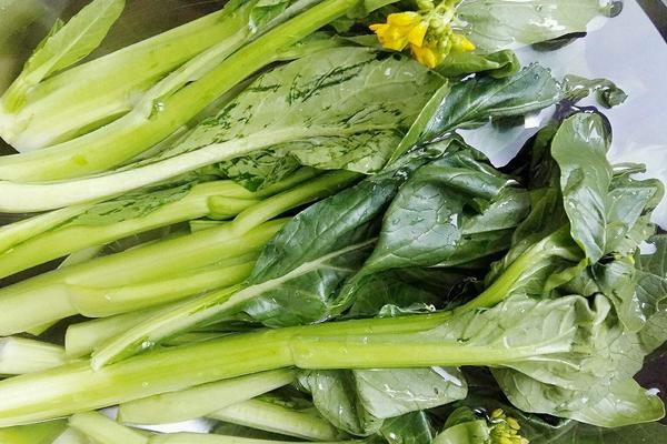 菜心怎么种(好种吗) 菜心的种植方法和时间