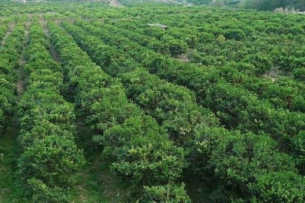 种植果园需要投资多少钱 果园种植规划方案