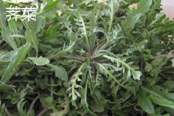 荠菜与荠荠菜、野芥菜、蒲公英、独行菜的区别是什么 荠菜与荠荠菜、野芥菜、蒲公英、独行菜都能吃吗