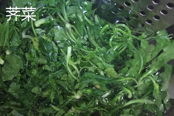 荠菜与荠荠菜、野芥菜、蒲公英、独行菜的区别是什么？这些菜都能吃吗