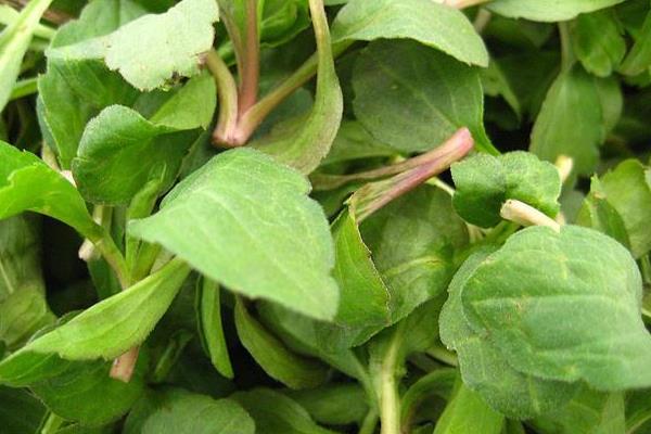 马兰头什么时候种(播种时间)马兰头种植技术