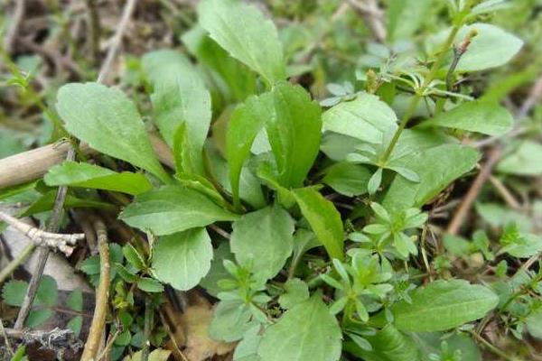 马兰头什么时候种(播种时间)马兰头种植技术