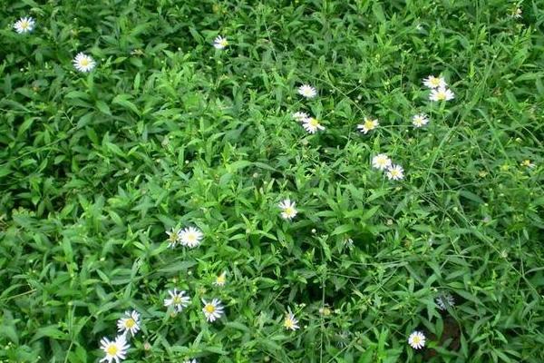 马兰头什么时候种(播种时间)马兰头种植技术