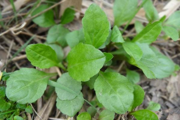 马兰头是什么野菜 什么时候有马兰头野菜(几月)