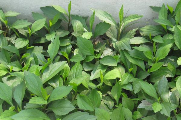 马兰头是什么野菜 什么时候有马兰头野菜(几月)