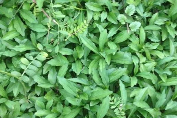 马兰头是什么野菜 什么时候有马兰头野菜(几月)